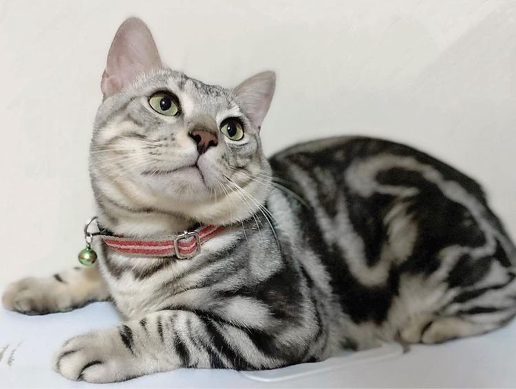 ลูกแมวอเมริกันชอร์ตแฮร์ แท้ รูปที่ 5
