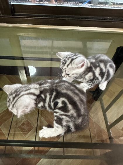 ลูกแมวอเมริกันชอร์ตแฮร์ แท้ รูปที่ 9