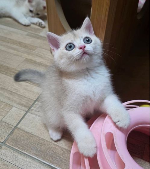 British shorthair รูปที่ 3