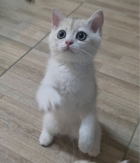 British shorthair รูปที่ 5