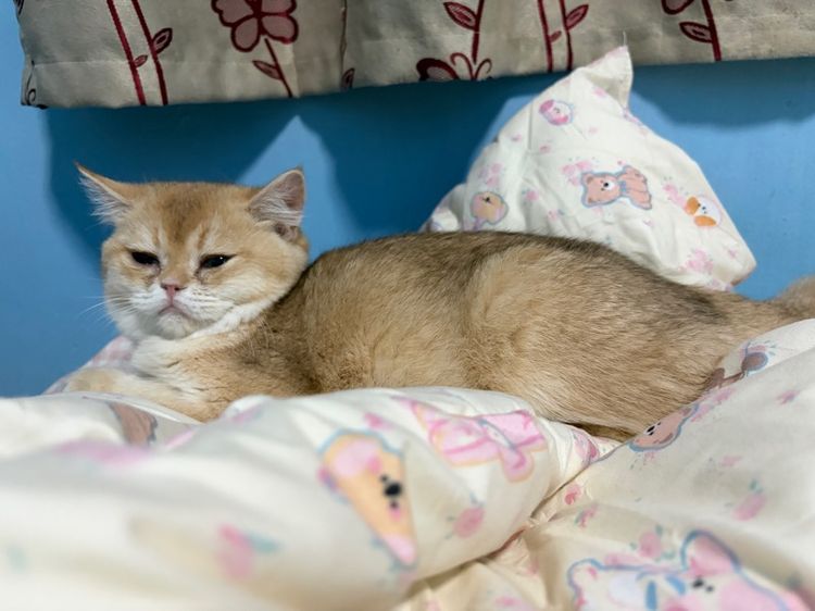 British shorthair รูปที่ 4