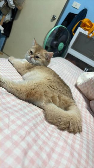 British shorthair รูปที่ 2