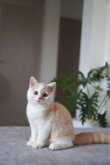 เด็กชาย ครีมไวท์  รูปที่ 3