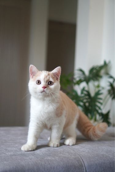 เด็กชาย ครีมไวท์  รูปที่ 4