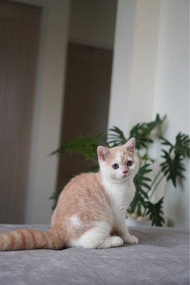 เด็กชาย ครีมไวท์  รูปที่ 6