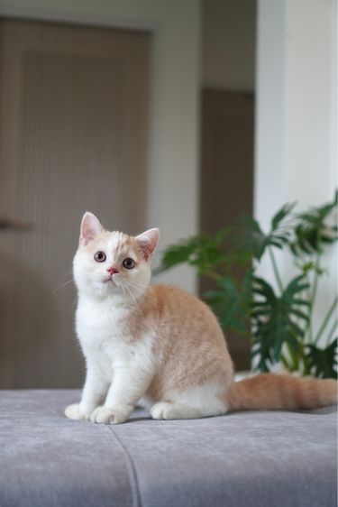 บริติช ชอร์ตแฮร์ (British Shorthair) เด็กชาย ครีมไวท์ 