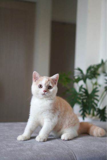 เด็กชาย ครีมไวท์  รูปที่ 2