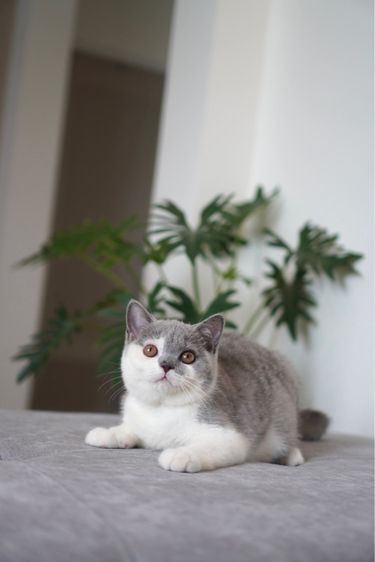 เด็กชาย บลูไวท์  รูปที่ 3