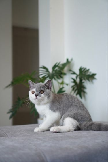 เด็กชาย บลูไวท์  รูปที่ 4