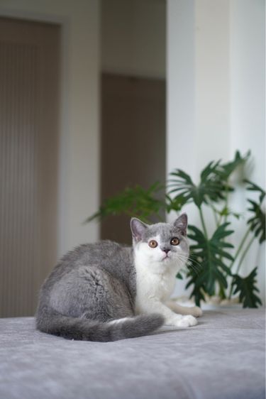 บริติช ชอร์ตแฮร์ (British Shorthair) เด็กชาย บลูไวท์ 