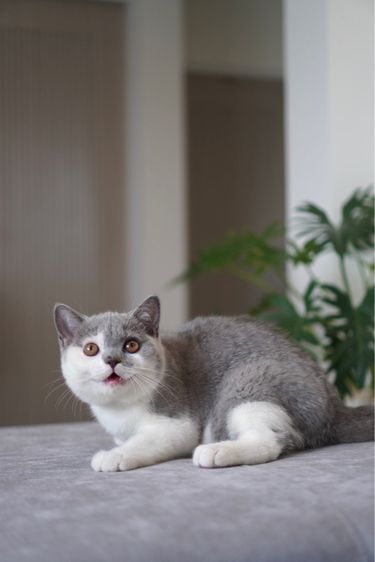 เด็กชาย บลูไวท์  รูปที่ 2