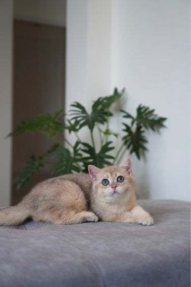 เด็กชาย ay  รูปที่ 2