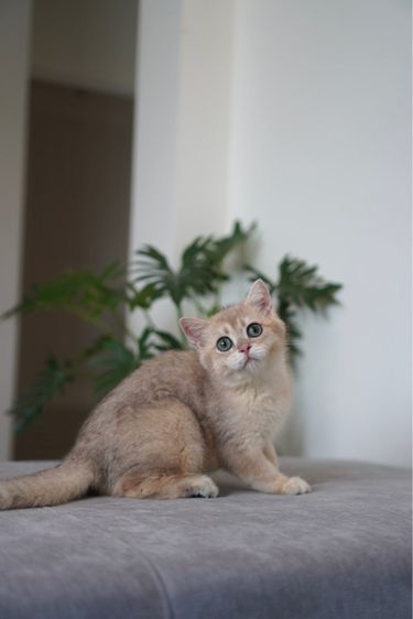 บริติช ชอร์ตแฮร์ (British Shorthair) เด็กชาย ay 