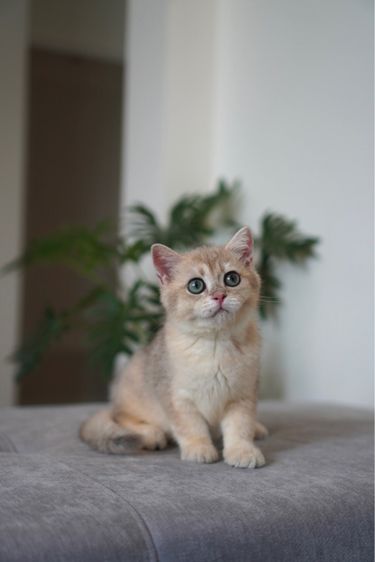 เด็กชาย ay  รูปที่ 3