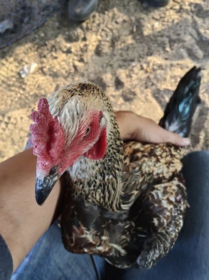 ไก่ชนรอย2.8 ติดสายโกเซ้มกับสายเหนือ ไก่รุ่น