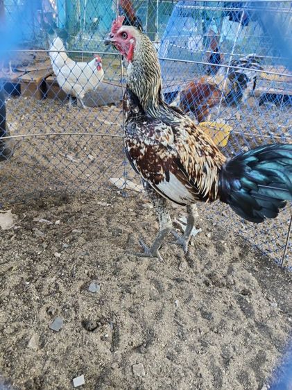 ไก่ชนรอย2.8 ติดสายโกเซ้มกับสายเหนือ ไก่รุ่น รูปที่ 4