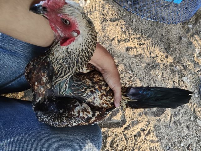 ไก่ชนรอย2.8 ติดสายโกเซ้มกับสายเหนือ ไก่รุ่น รูปที่ 3