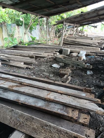 ไม้หลุมพอ  รูปที่ 3