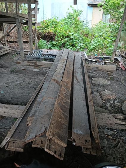 ไม้หลุมพอ 