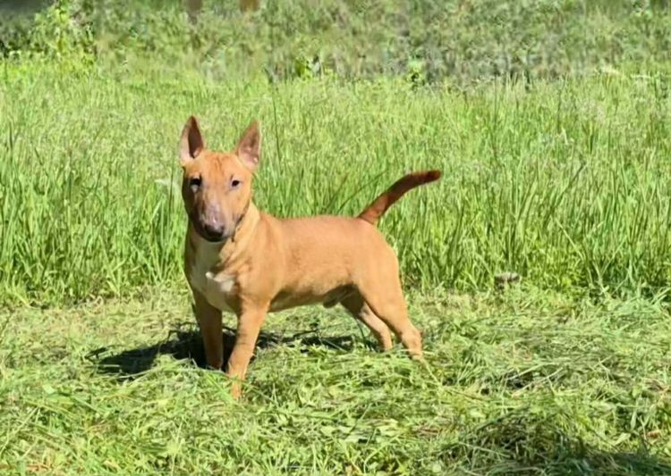 มินิบลูเทอร์เรีย รูปที่ 5