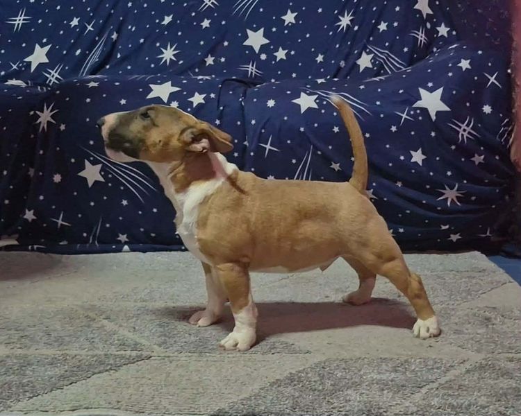 มินิบลูเทอร์เรีย รูปที่ 3