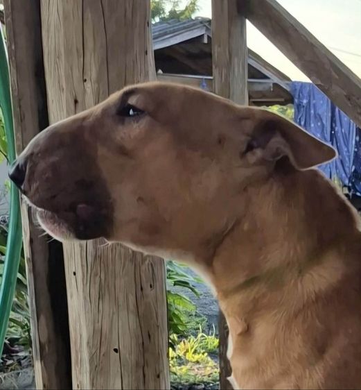 มินิบลูเทอร์เรีย รูปที่ 6