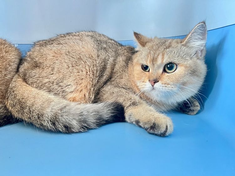 บริติช รูปที่ 2