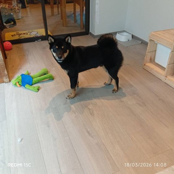 หาบ้านใหม่ให้น้อง  Shiba Inu เพศผู้ สีดำ อายุ 5 เดือนเศษ รูปที่ 2