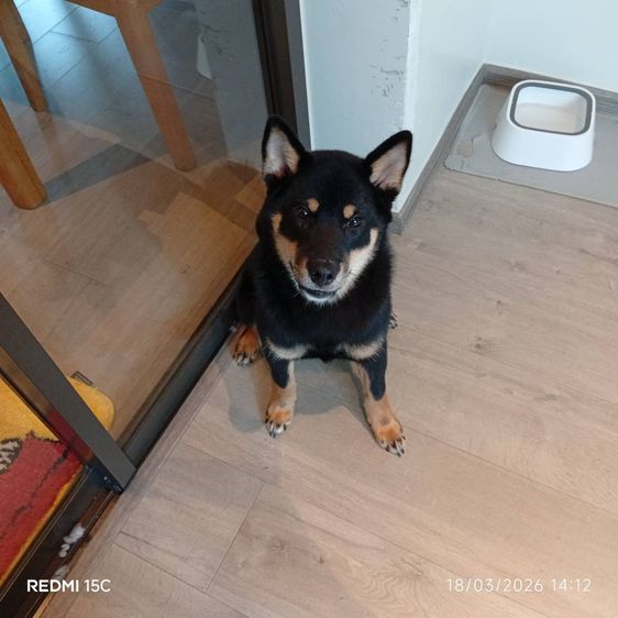 หาบ้านใหม่ให้น้อง  Shiba Inu เพศผู้ สีดำ อายุ 5 เดือนเศษ