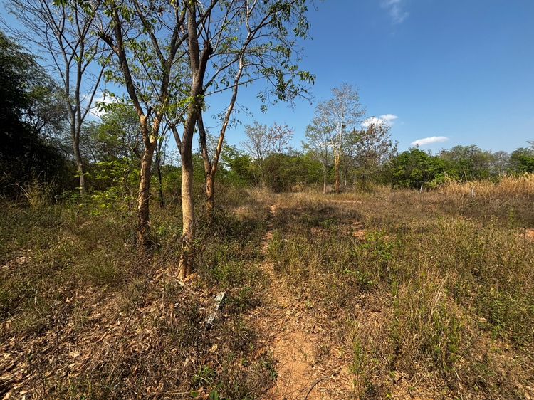 ขายที่ดินโคราช จัดสรรแปลงละ 100 ตรว. มี 6 แปลง อยู่บ้านพรสวรรค์ อ.สีคิ้ว โคราช รูปที่ 3