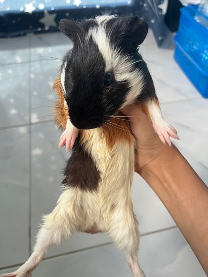 หนูแก๊สบี้ รูปที่ 2