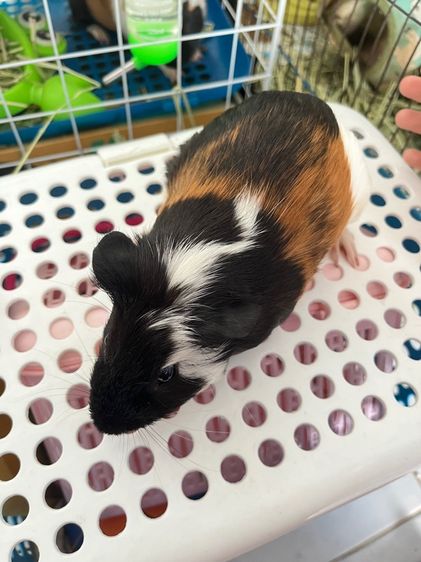 หนูแก๊สบี้