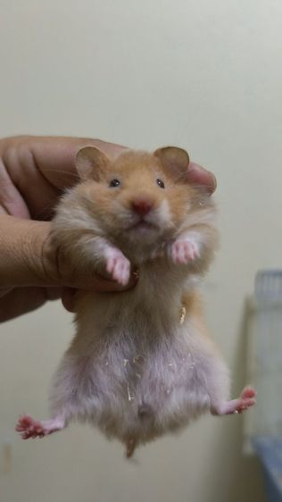 ขายแฮมเตอร์ขนยาวครับ รูปที่ 2