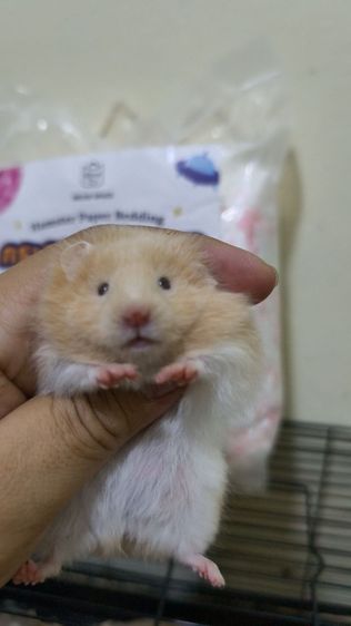 ขายแฮมเตอร์ขนยาวครับ รูปที่ 3