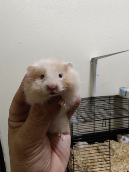 ขายแฮมเตอร์ขนยาวครับ รูปที่ 5