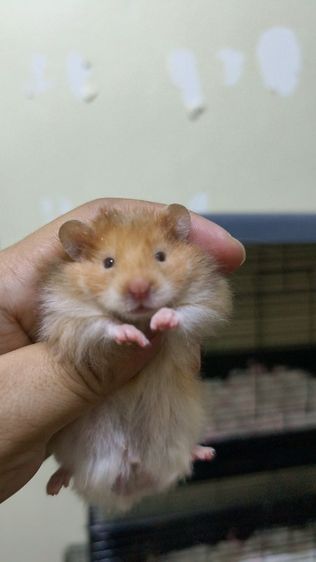 ขายแฮมเตอร์ขนยาวครับ