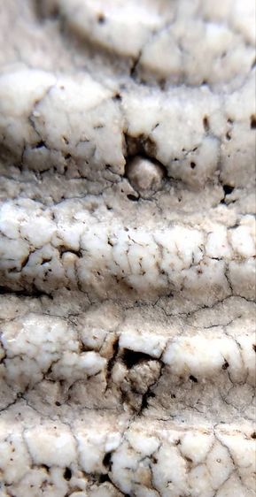 พระสมเด็จ วัดระฆัง บางขุนพรหม วัดเกศไชโย หลวงปู่ภู หลวงปู่นาค รูปที่ 12