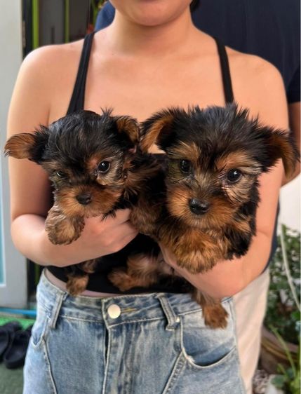 ยอคเชียร์ รูปที่ 5