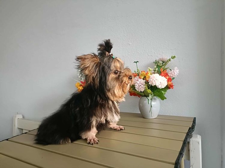 ยอคเชียร์ รูปที่ 6