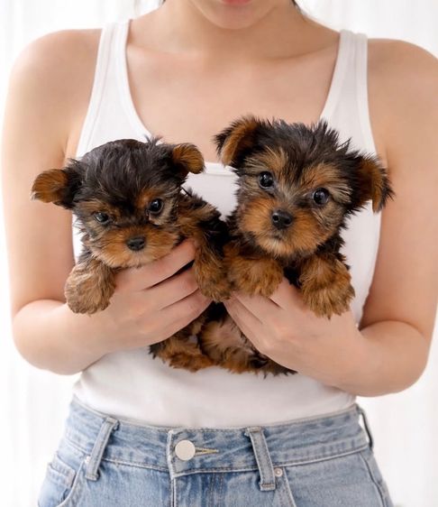 ยอร์คเชียร์ เทอร์เรีย (Yorkshire Terrier) เล็ก ยอคเชียร์