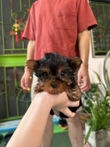 ยอคเชียร์ รูปที่ 3