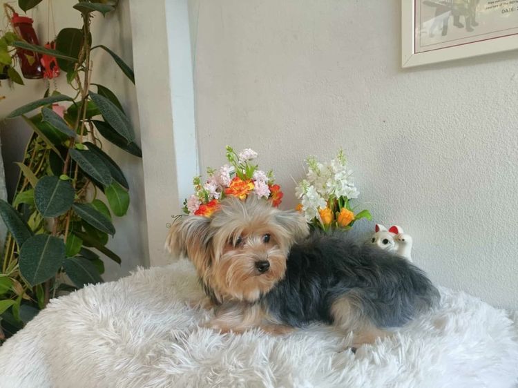 ยอคเชียร์ รูปที่ 8