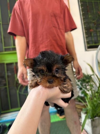 ยอคเชียร์ รูปที่ 2