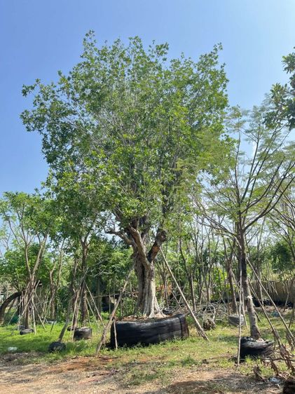 ต้นไม้จริง ต้นหว้าน้ำโขงขนาน31นิ้วฟร์อมสวยๆ