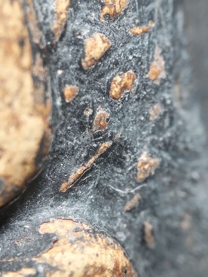 พระเปิมลำพูนลงรักครับ รูปที่ 10