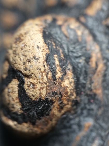 พระเปิมลำพูนลงรักครับ รูปที่ 18