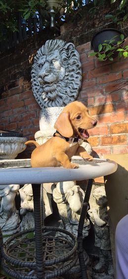 ดัชชุนขนสองชั้นเพศเมีย สีน้ำตาลครีม น่ารักแข็งแรงสุขภาพดี  รูปที่ 4