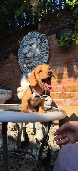 ดัชชุน (Dachshund) เล็ก ดัชชุนขนสองชั้นเพศเมีย สีน้ำตาลครีม น่ารักแข็งแรงสุขภาพดี 