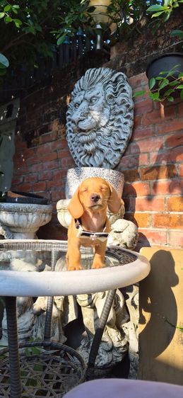 ดัชชุนขนสองชั้นเพศเมีย สีน้ำตาลครีม น่ารักแข็งแรงสุขภาพดี  รูปที่ 6