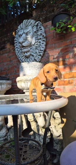 ดัชชุนขนสองชั้นเพศเมีย สีน้ำตาลครีม น่ารักแข็งแรงสุขภาพดี  รูปที่ 5